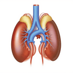 Adrenal Glands Quiz