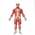 Bones And Muscles Quiz