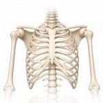 Bones Of The Shoulder Girdle Quiz