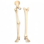 Bones of the Lower Limbs