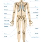 Skeleton Quizzes