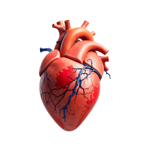 anatomy of the heart quiz