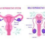 Reproductive System Quizzes