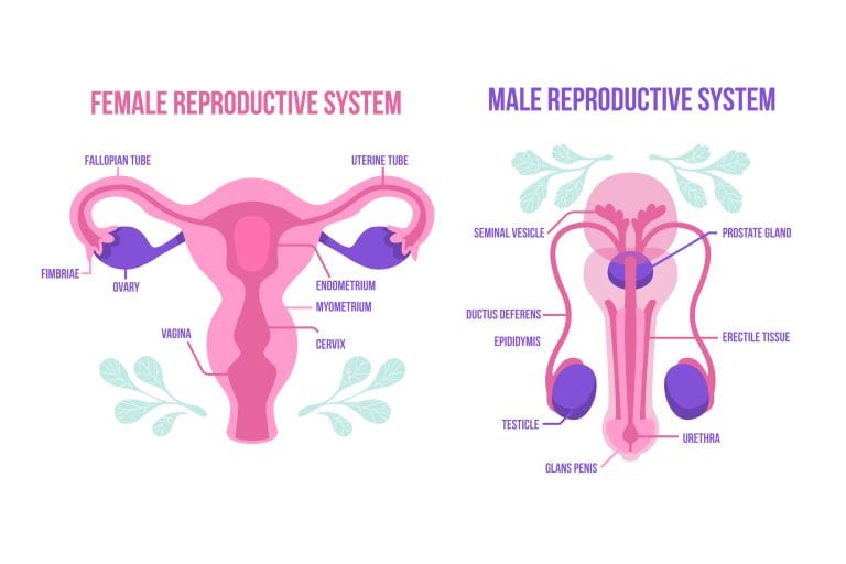 Reproductive System Quizzes