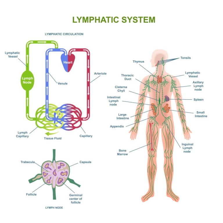 Lymphatic System Quiz