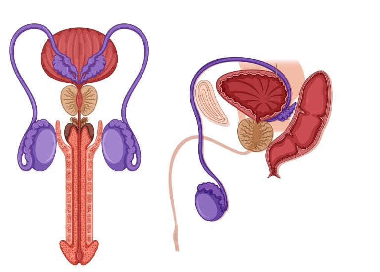 male reproductive system