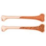 bone marrow