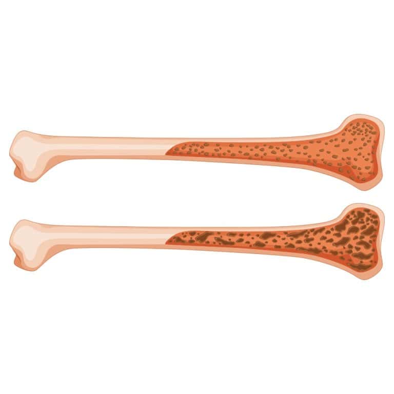 bone marrow