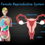 female-reproductive-system