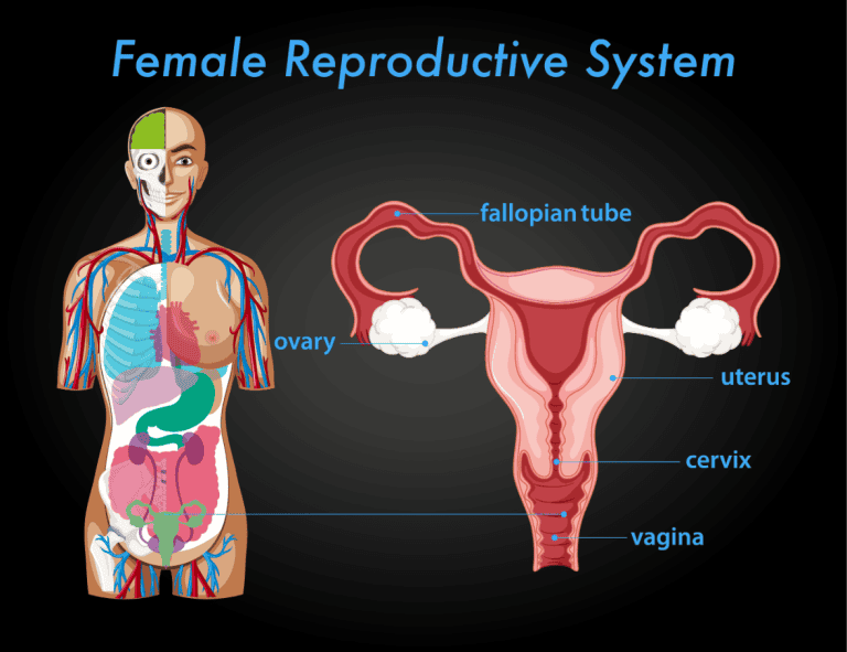 female-reproductive-system