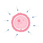 fertilization quiz