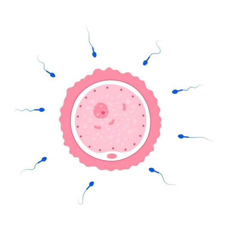 fertilization quiz