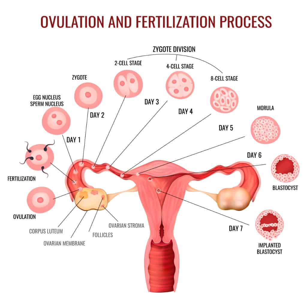 labeled fertilization guide