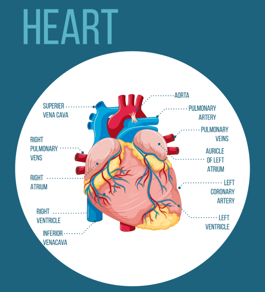 Labeled Heart Anatomy