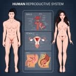 human reproductive quiz