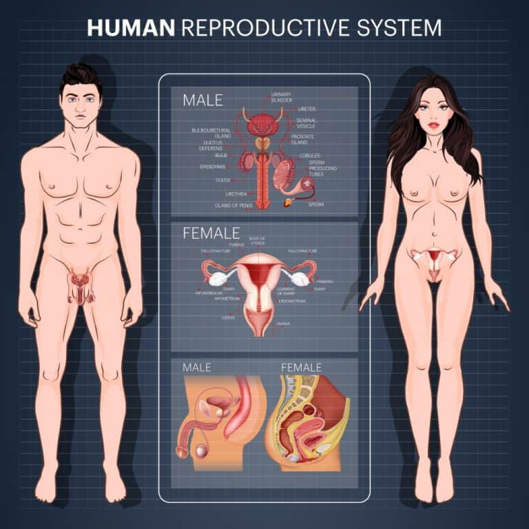 human reproductive quiz