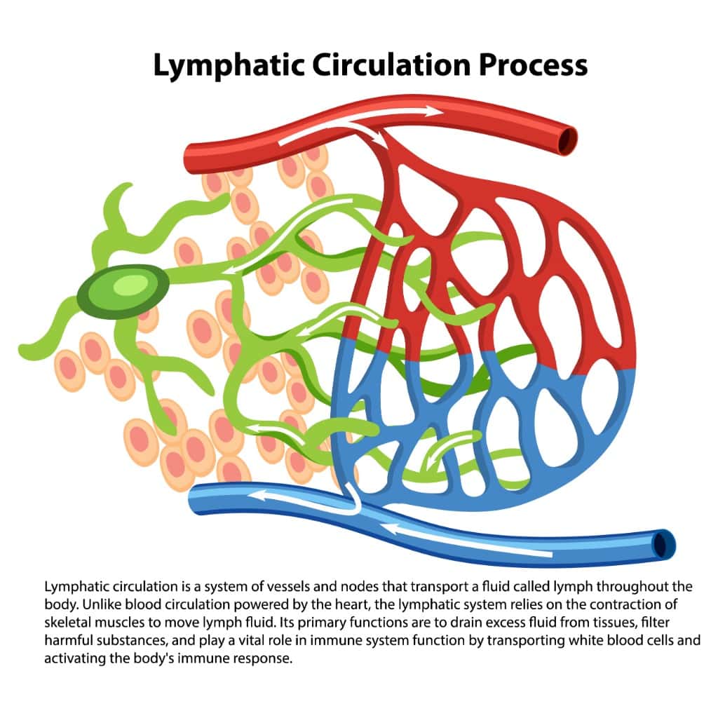 labeled lymph circulation