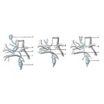 lymph duct