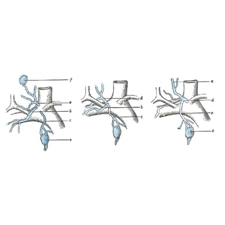 lymph duct