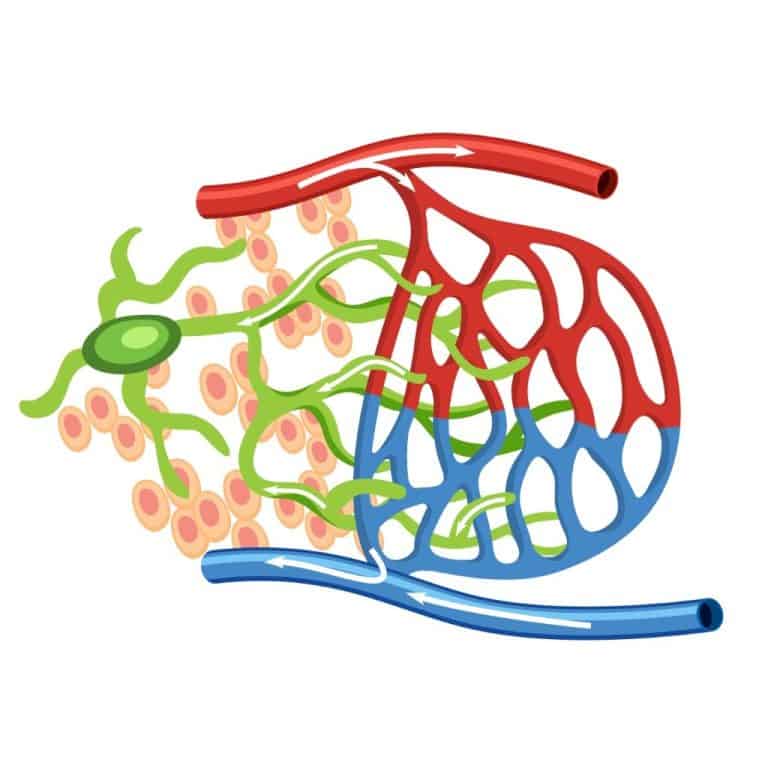 lymph fluid