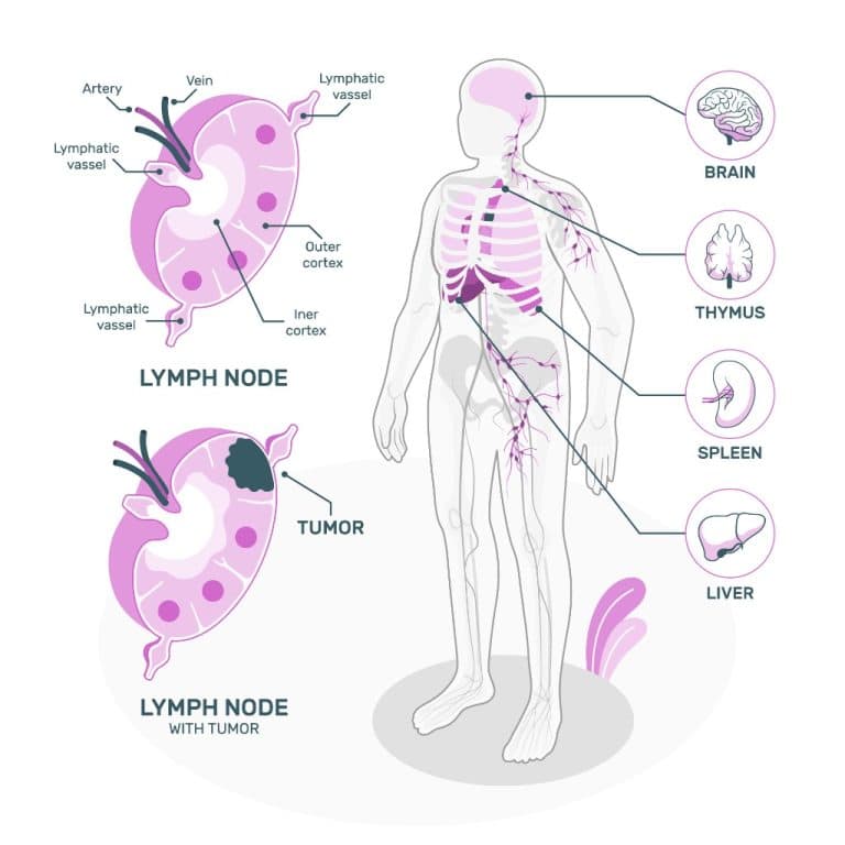 lymph nodes