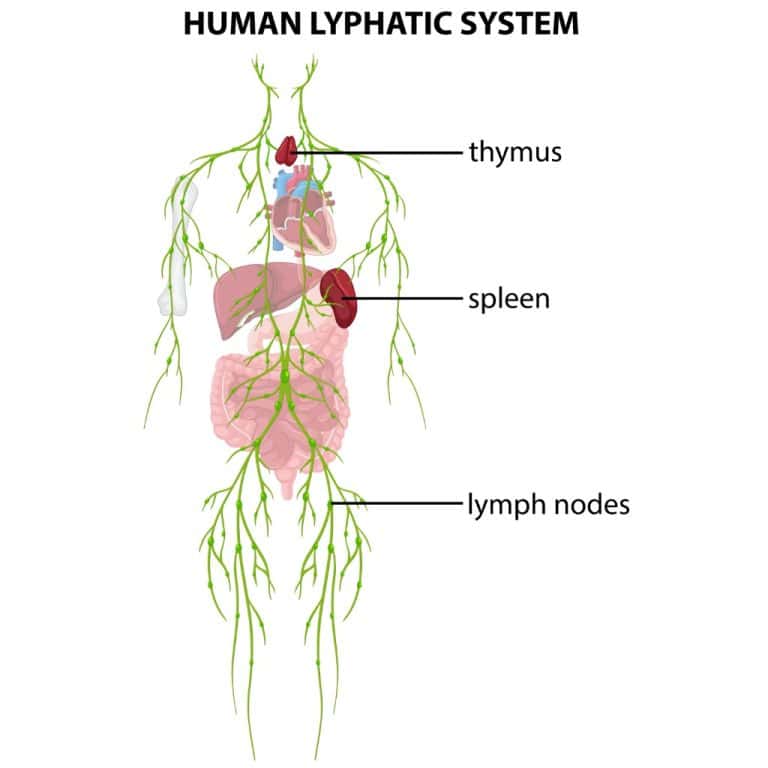lymph organs