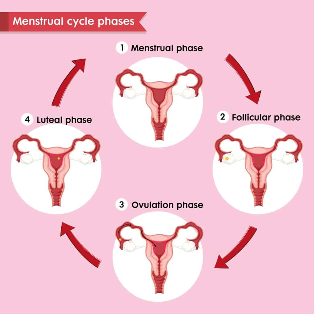 menstruation-cycle-labeled