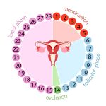 menstruation Cycle Quiz