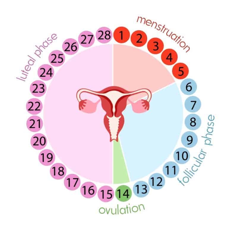 menstruation Cycle Quiz