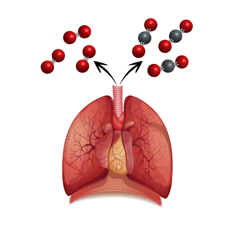 oxygen carbon dioxide exchange quiz