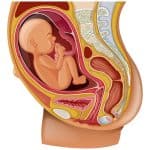 pregnancy quiz