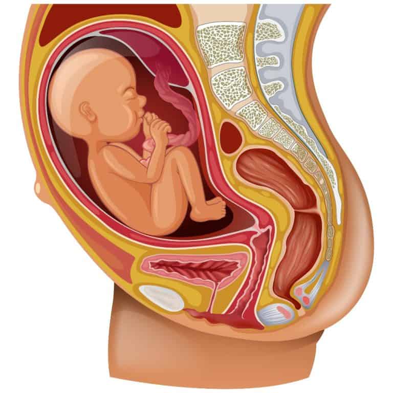 pregnancy quiz
