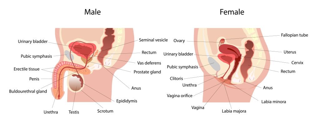 reproductive system labeled