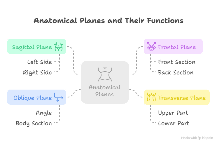 Introduction to Anatomy Terms 5 Anatomical planes