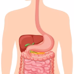 anatomy digestive system