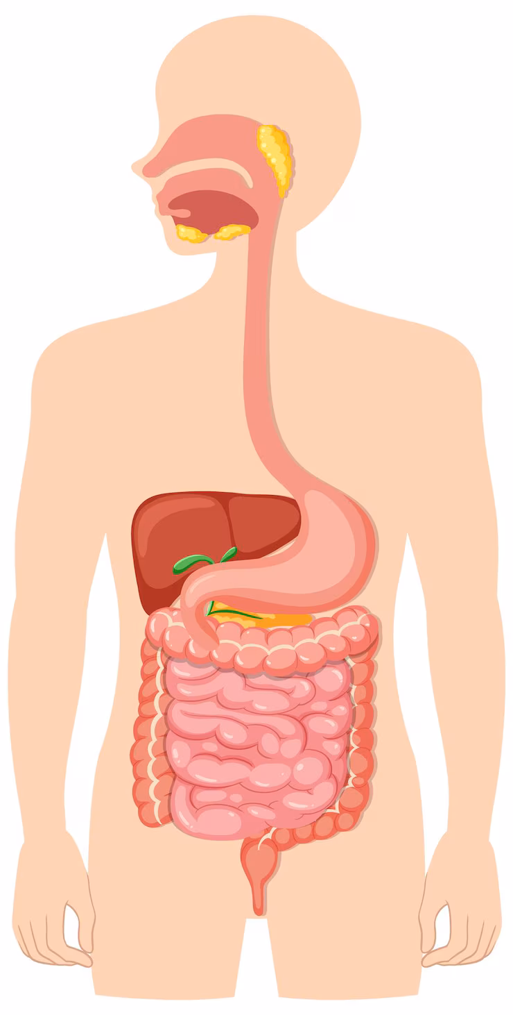 anatomy digestive system