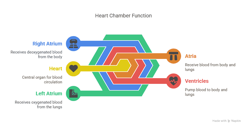 Cardiovascular System 3 Heart Chamber Function
