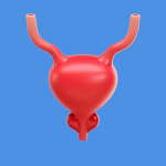 bladder quiz