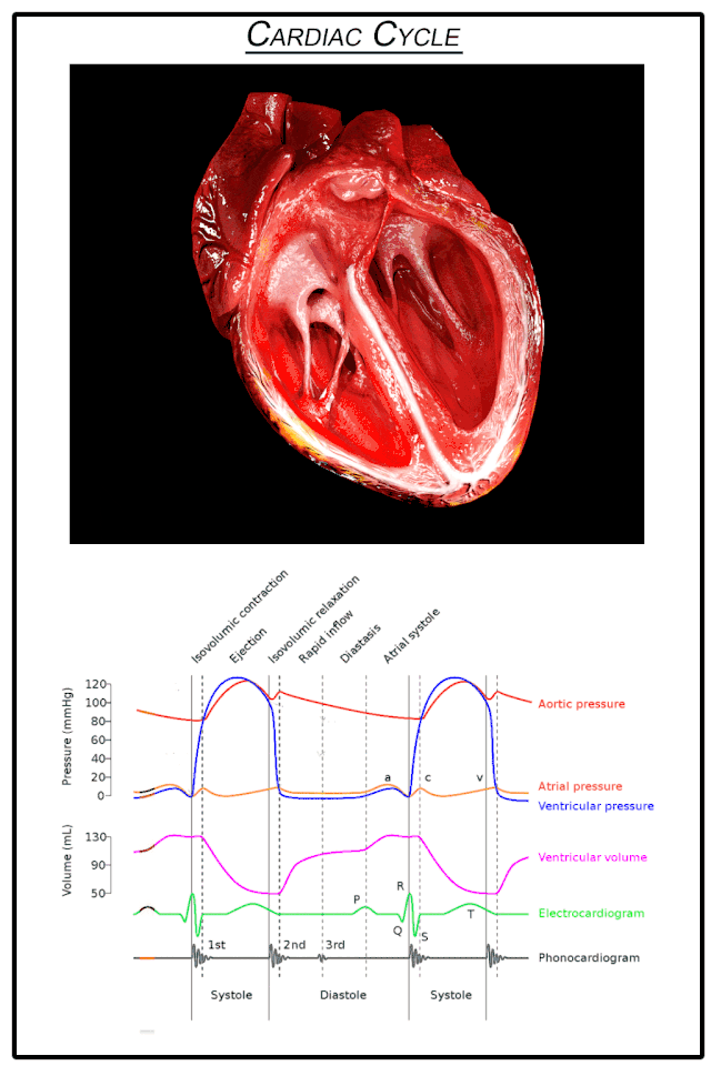 Understanding the Anatomy of the Cardiovascular System 3 Cardiac Cycle