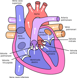 Understanding the Anatomy of the Cardiovascular System 1 Diagram of the human heart cropped it