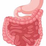 Digestive System Organs