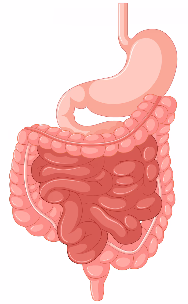 Digestive System Organs