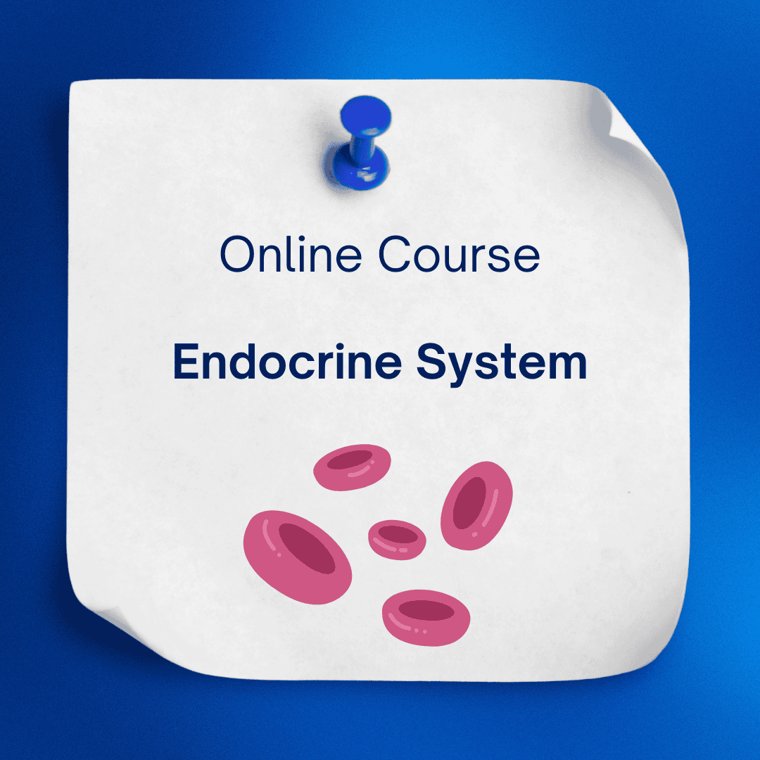 The Endocrine System