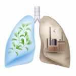 gas exchange quiz