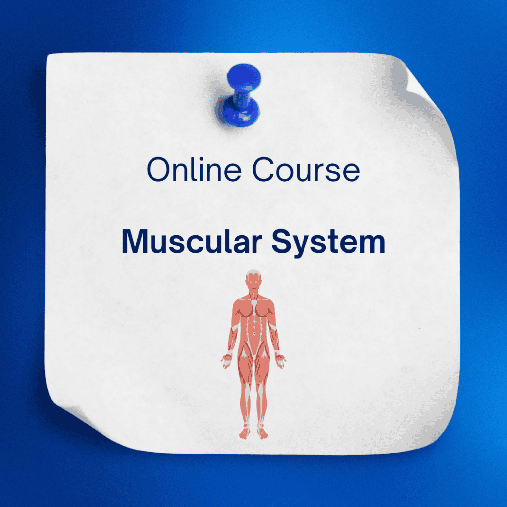 Muscular System Course