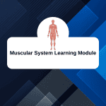 Muscular System Learning Module