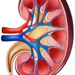 Renal Blood Vessels