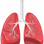 respiratory anatomy quiz