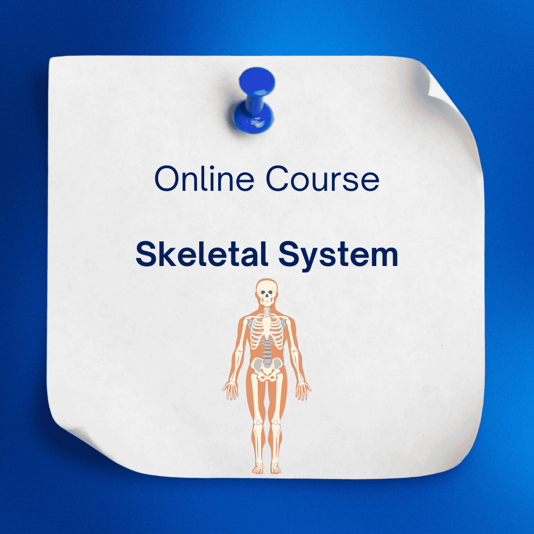 Introduction to the Skeletal System