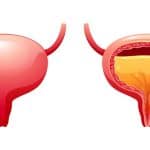 urethra quiz